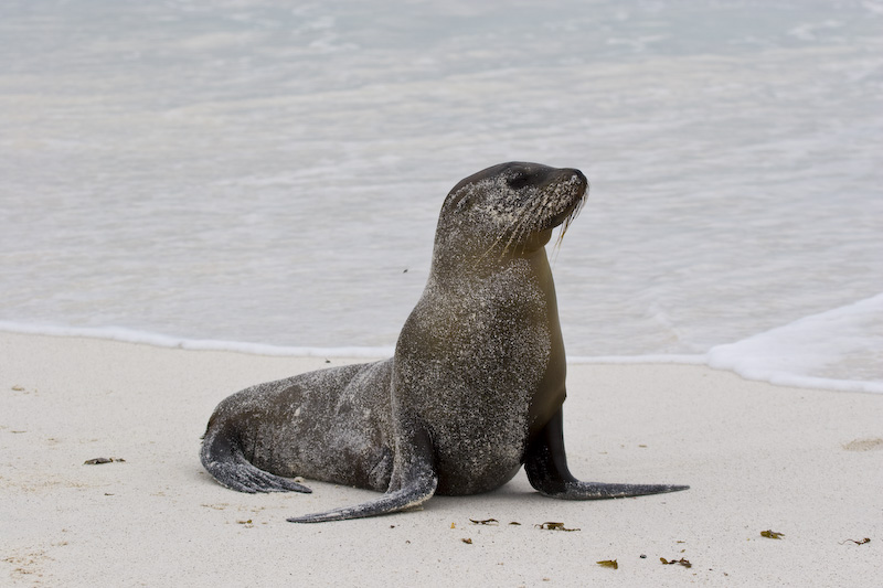 Galápagos Sealion On Beach